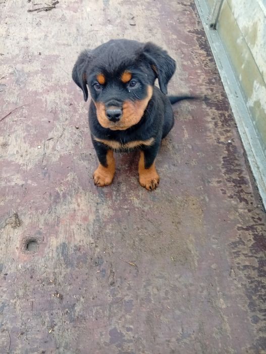 Piesek rottweiler