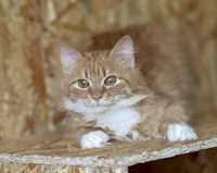 Котенок Лава, 7 мес, красивейшая рыженькая кошечка, ручная кошка