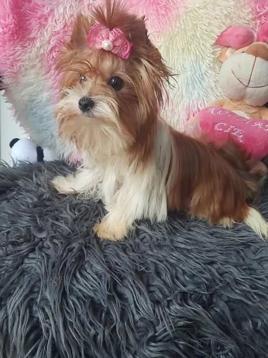 White ocean pearl Yorkshire terrier miniaturka suczka paszport