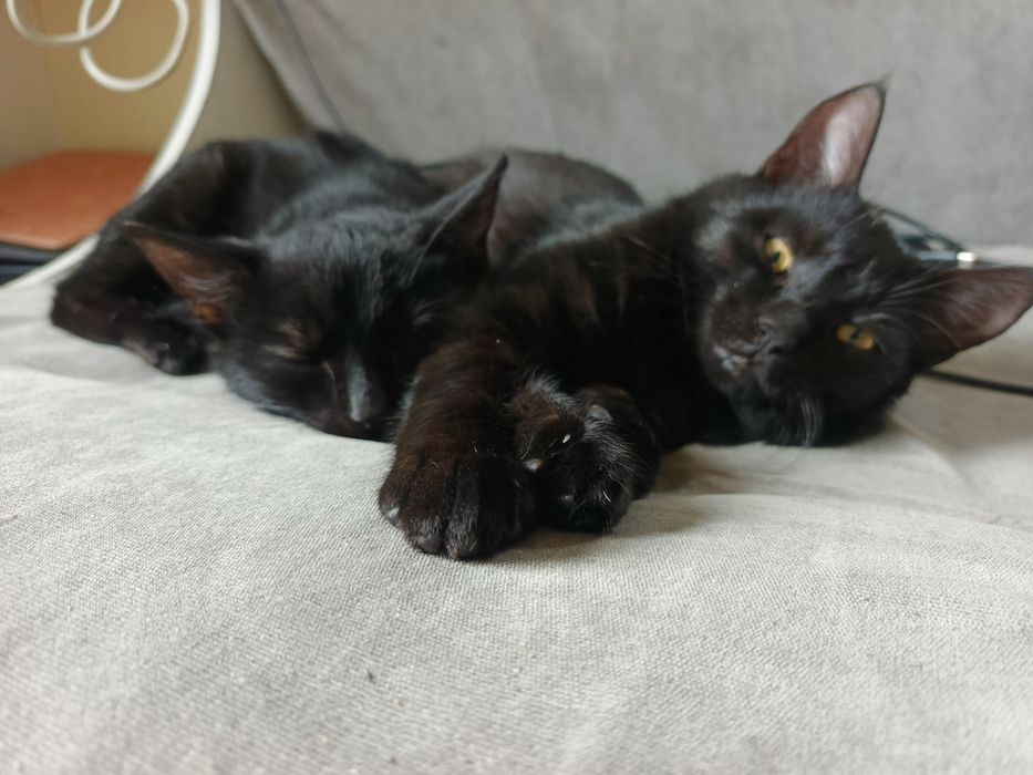 Oddam kotkę i kocurka