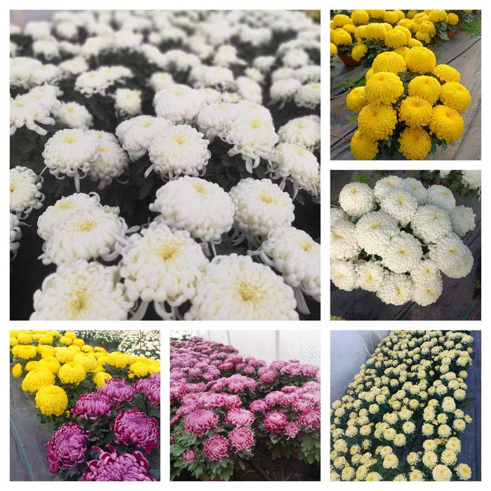 Chryzantemy doniczkowe