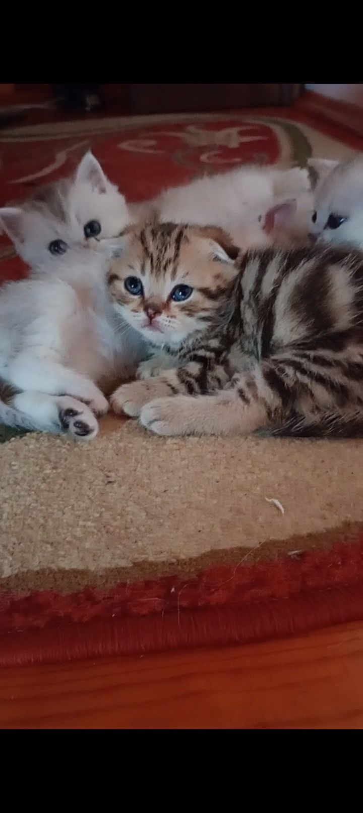 Скотіш фолд хлопчик таббі