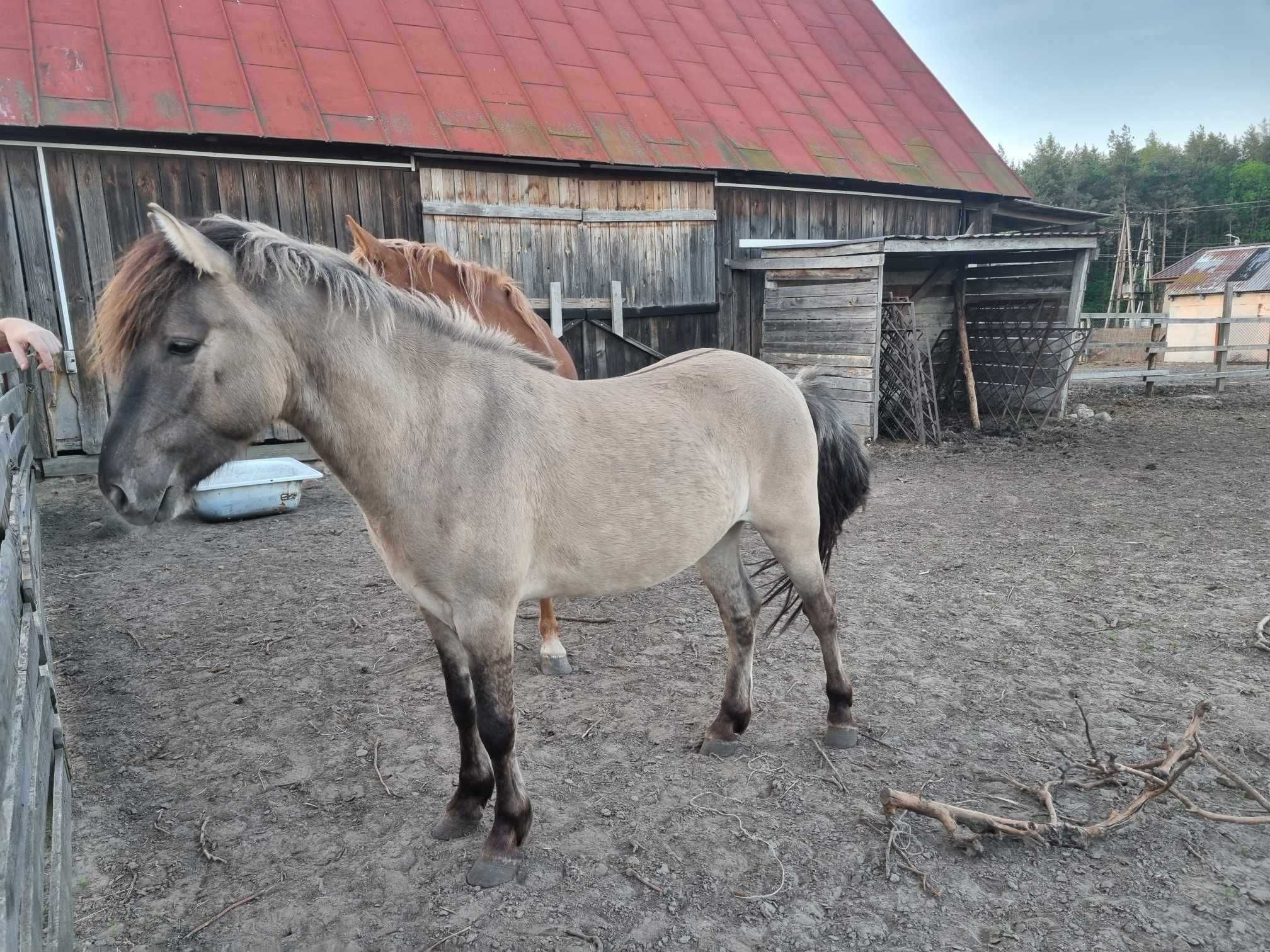 konik polski walach 3,5roku