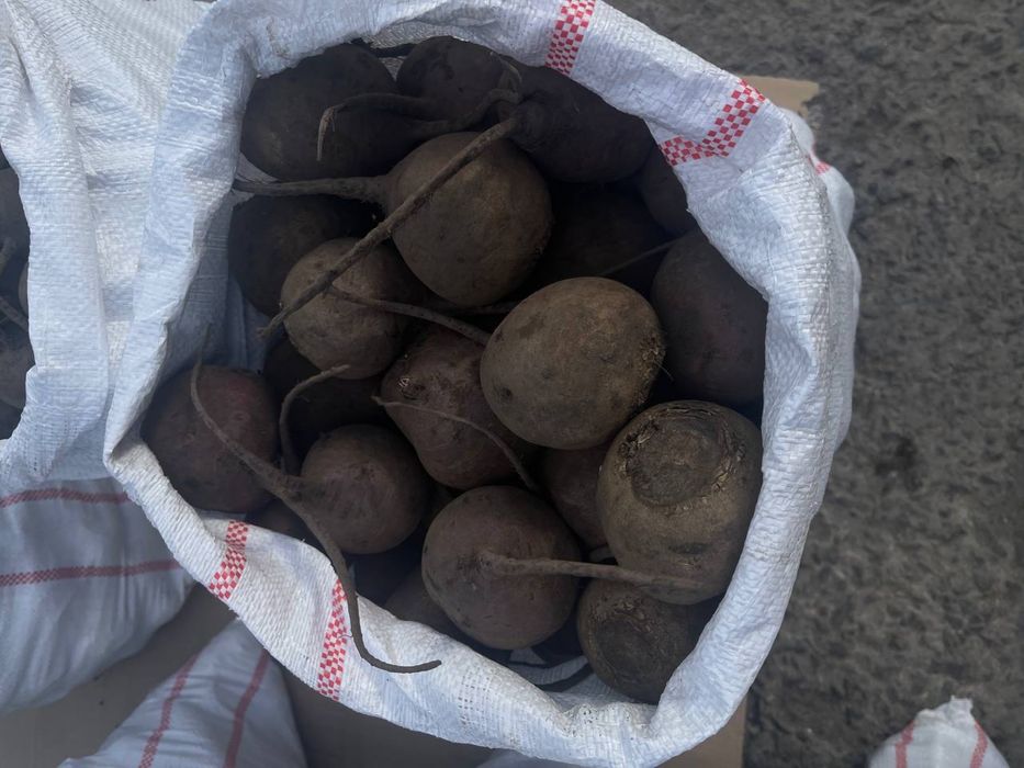 Продам буряк столовий Зепо ( є обєм )