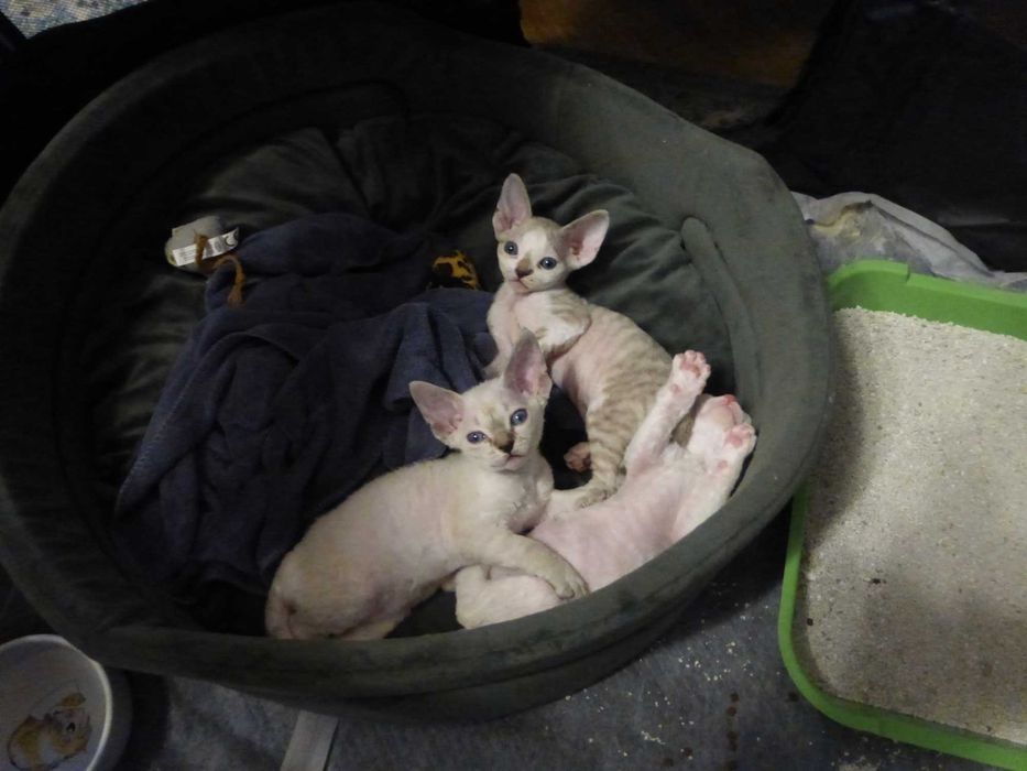 Кошенята Девон-рекс, готові до переїзду