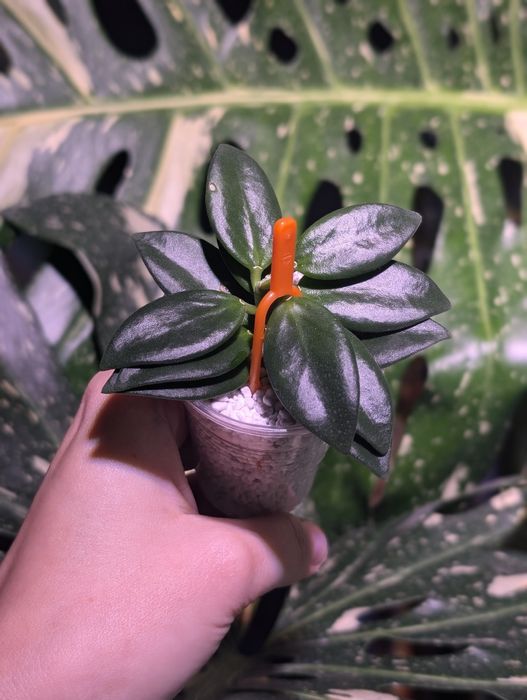 Hoya hoja Pachyclada snow lotus perełka