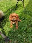 Cavalier king charles spaniel cavaliery z metryką i czipem