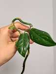 Philodendron white princess ciety