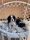 Cavalier king charles spaniel samiec