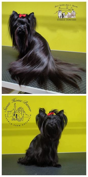 Black Yorkshire terrier Amor, york