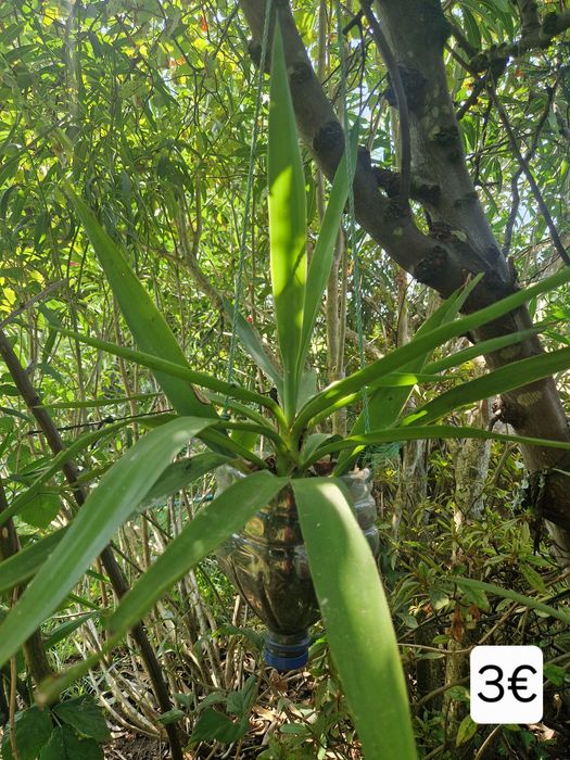Yuccas de varios tamanhos