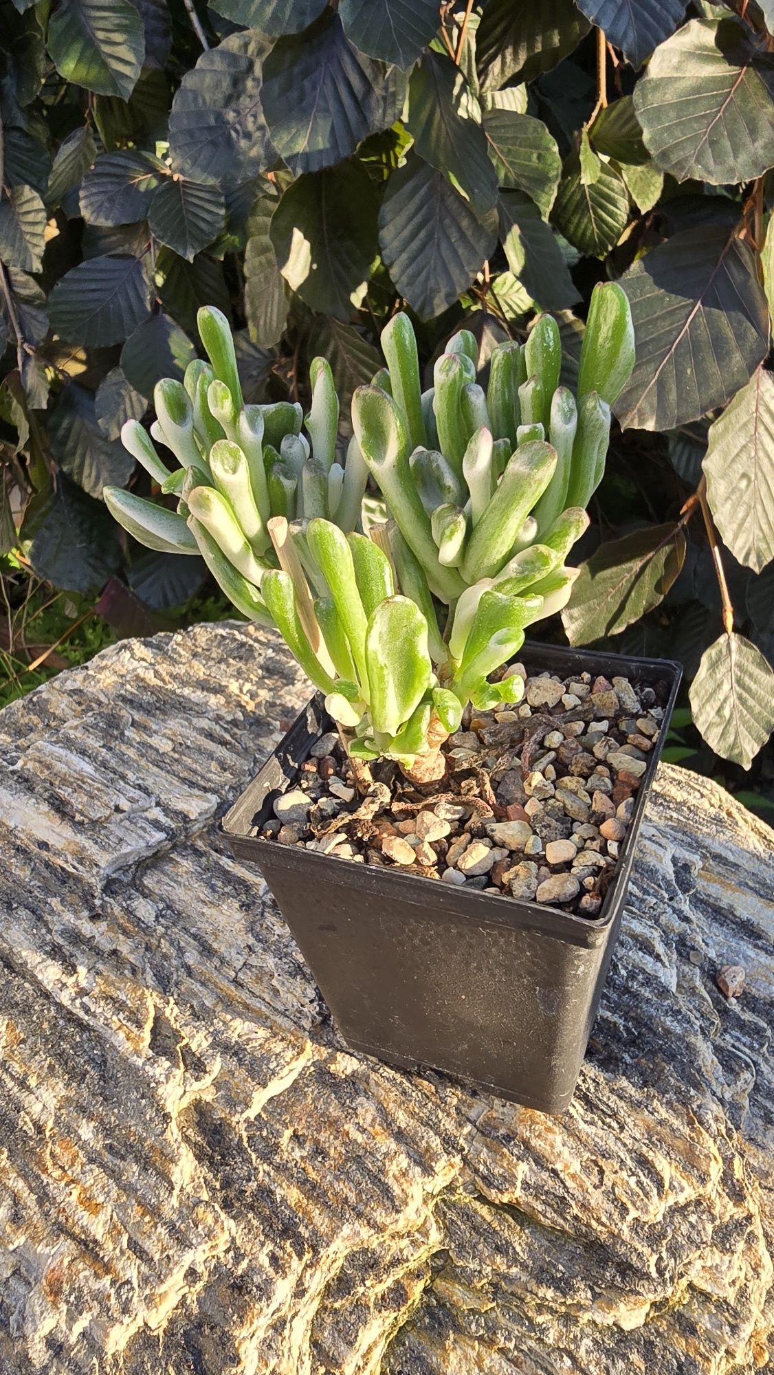 Grubosz Gollum Reverse variegata