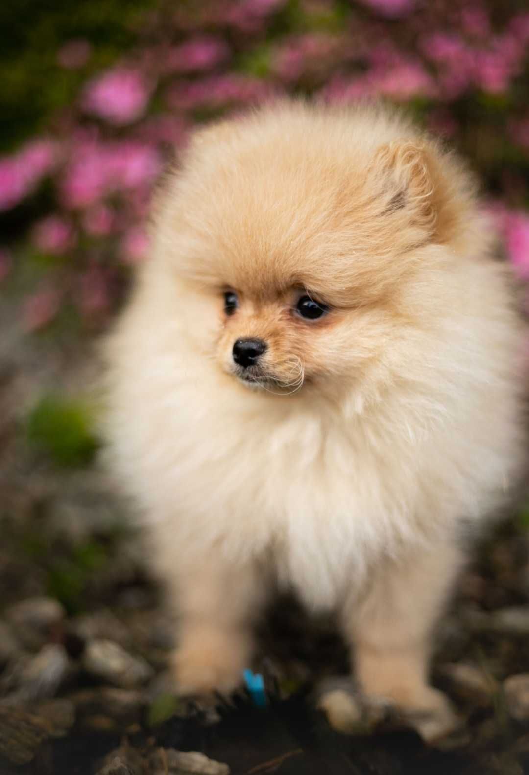Pomeranian Szpic Miniaturowy