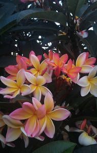 Plumeria rubra / Frangipani ou Jasmin Manga.