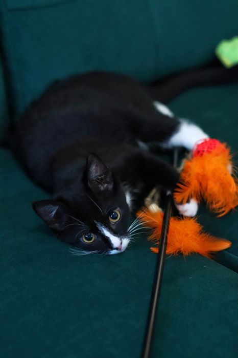 Czarna biała koteczka kotka mała młoda