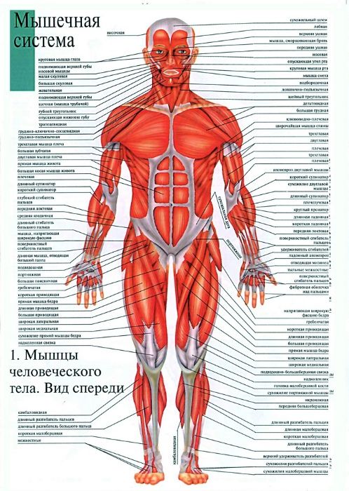 Продам Анатомические и медицинские плакаты