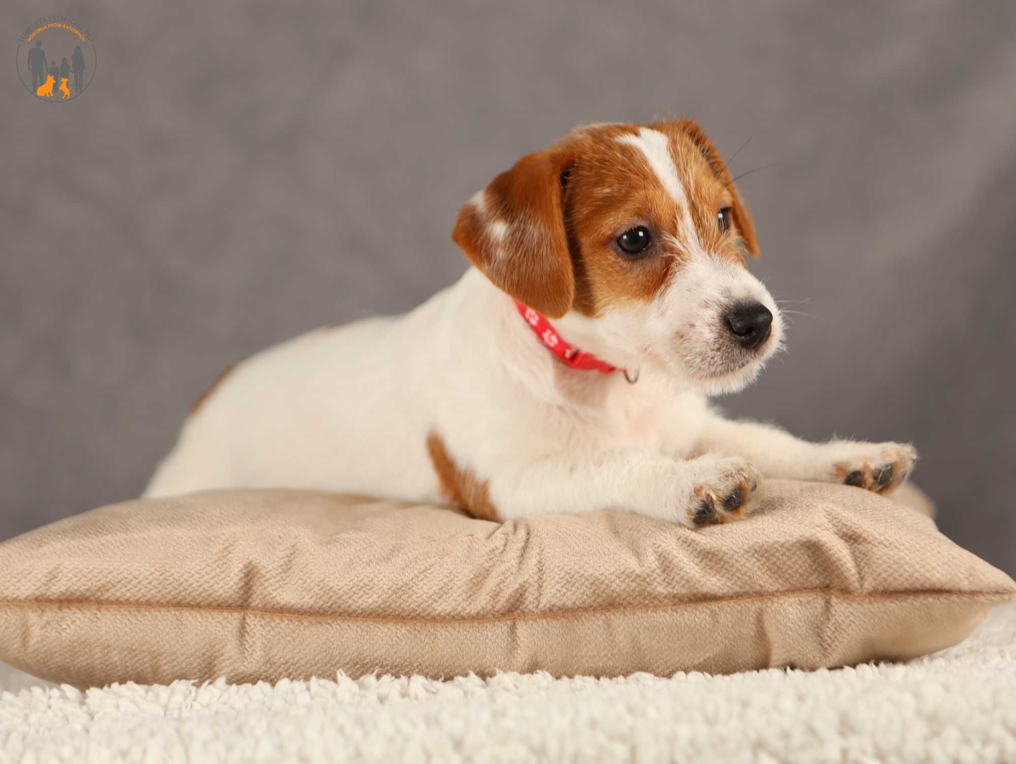 Jack Russell Terrier ZKwP FCI piesek