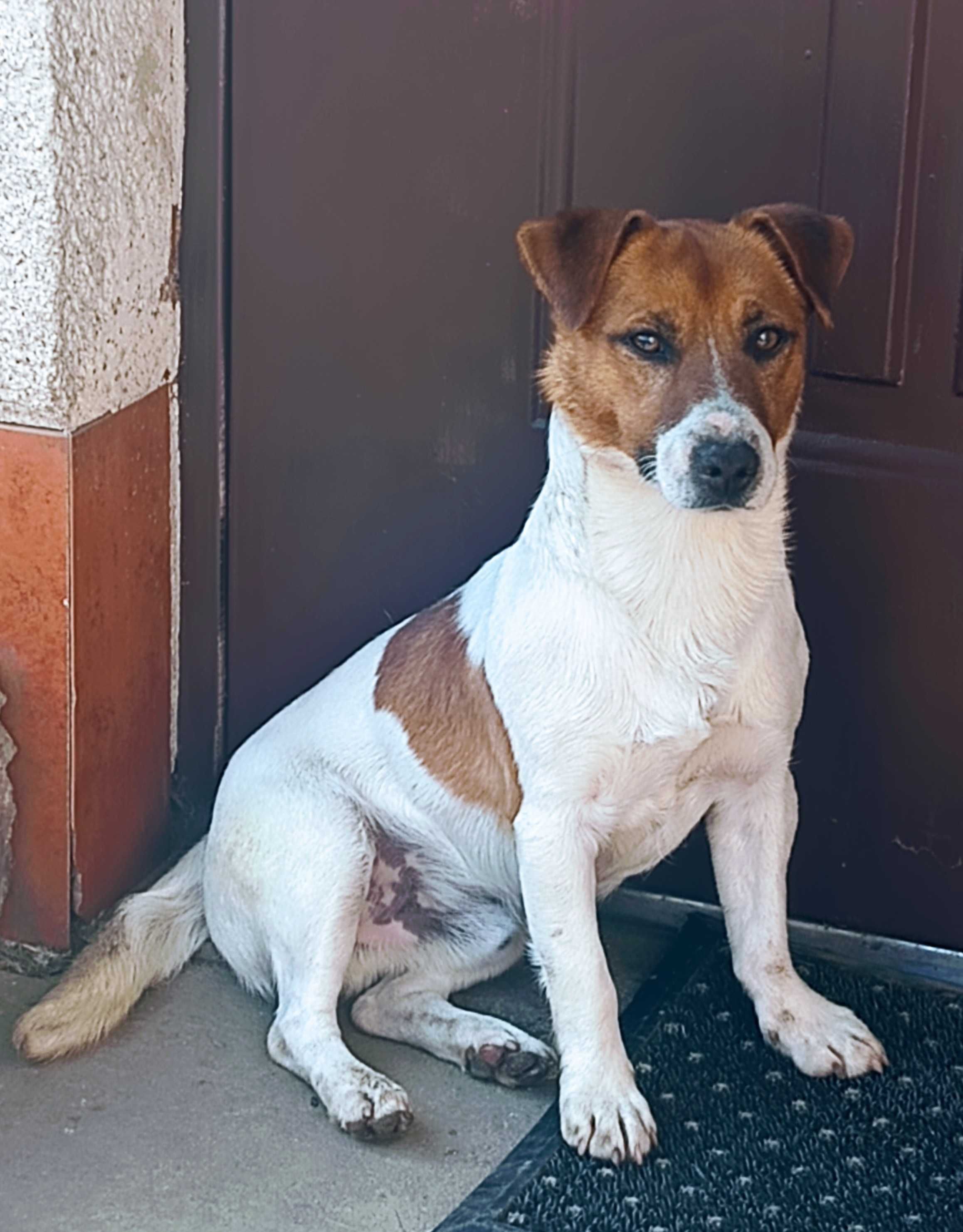Jack Russell Terrier-Piesek Elton ( gotowy do Odbioru)