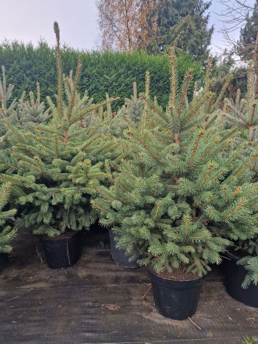 Świerk srebrny choinki doniczka Plantacja Choinek WEBER