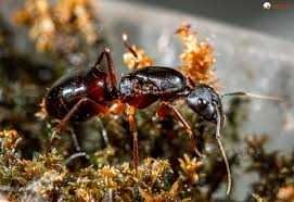 Camponotus fellah экзотические муравьи из Израиля формикарий
