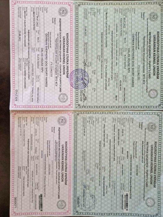 Продам цуценят німецької  вівчарки