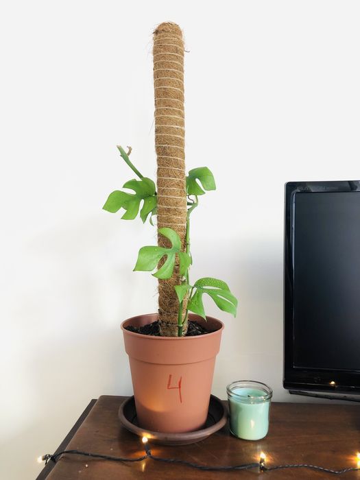 Rhaphidophora tetrasperma | Monstera mínima