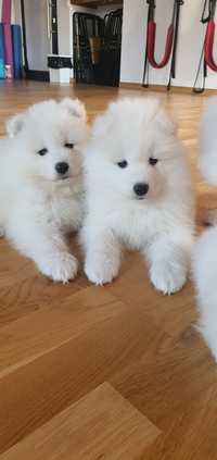 Samoyed ZKwP FCI