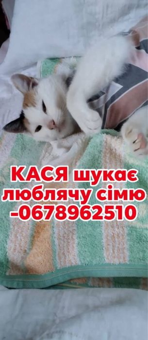 Стерилізована киця в добрі руки