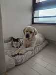 Para Adoção Responsável: Cadela Labrador + Gata Meiga (Juntas)