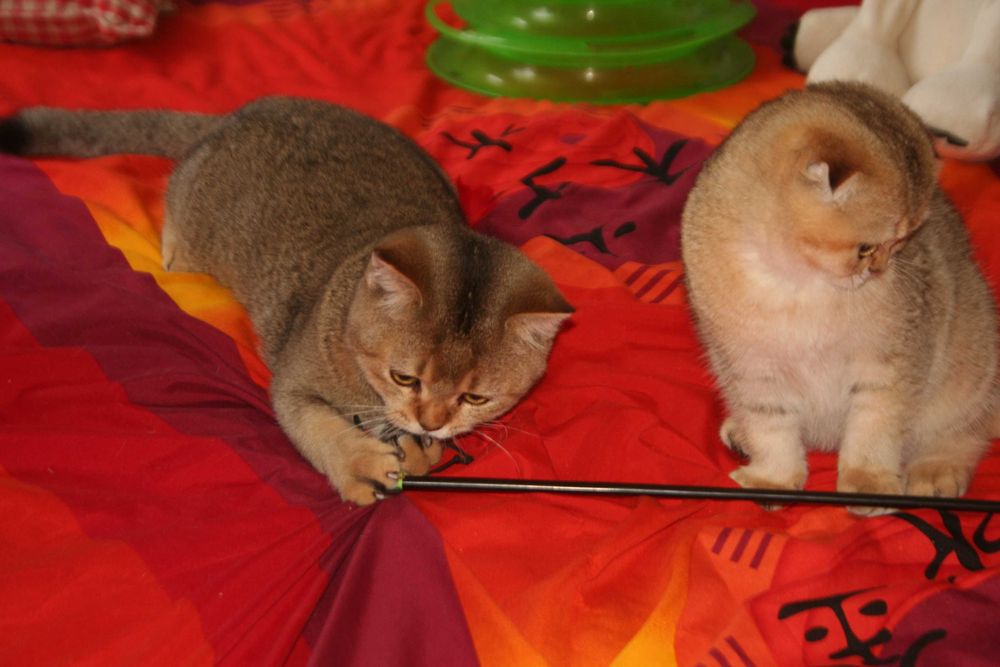 Золотий хлопчик стане вашем улюбленцем