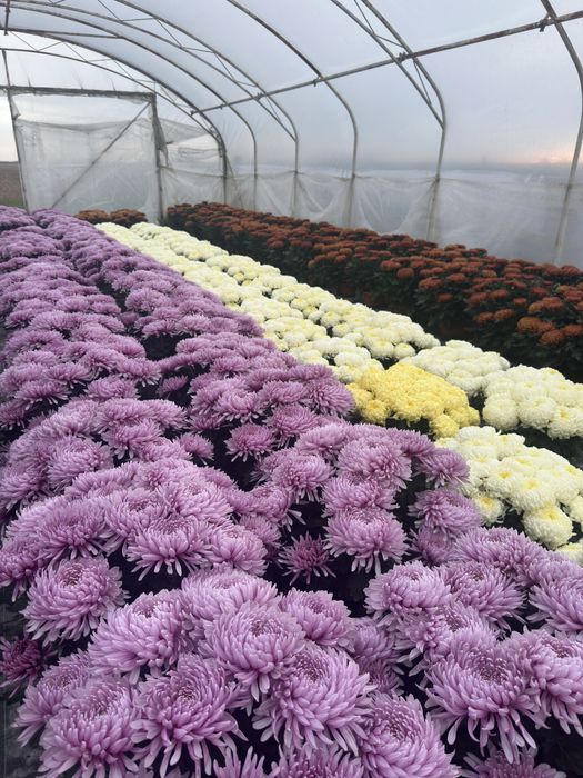 Chryzantemy wielokwiatowe i drobnokwiatowe