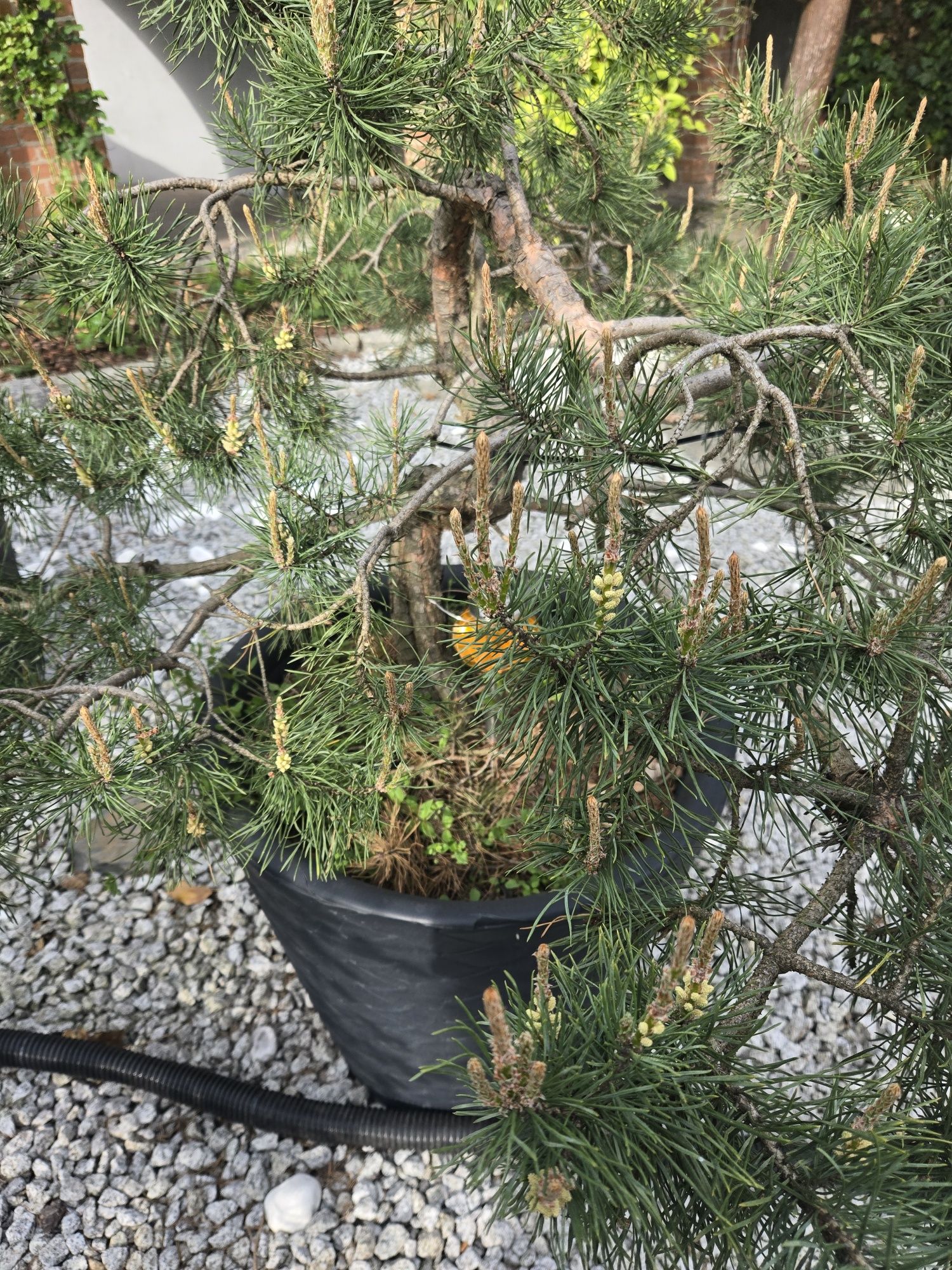 Drzewko bonsai yamadori 30 lat