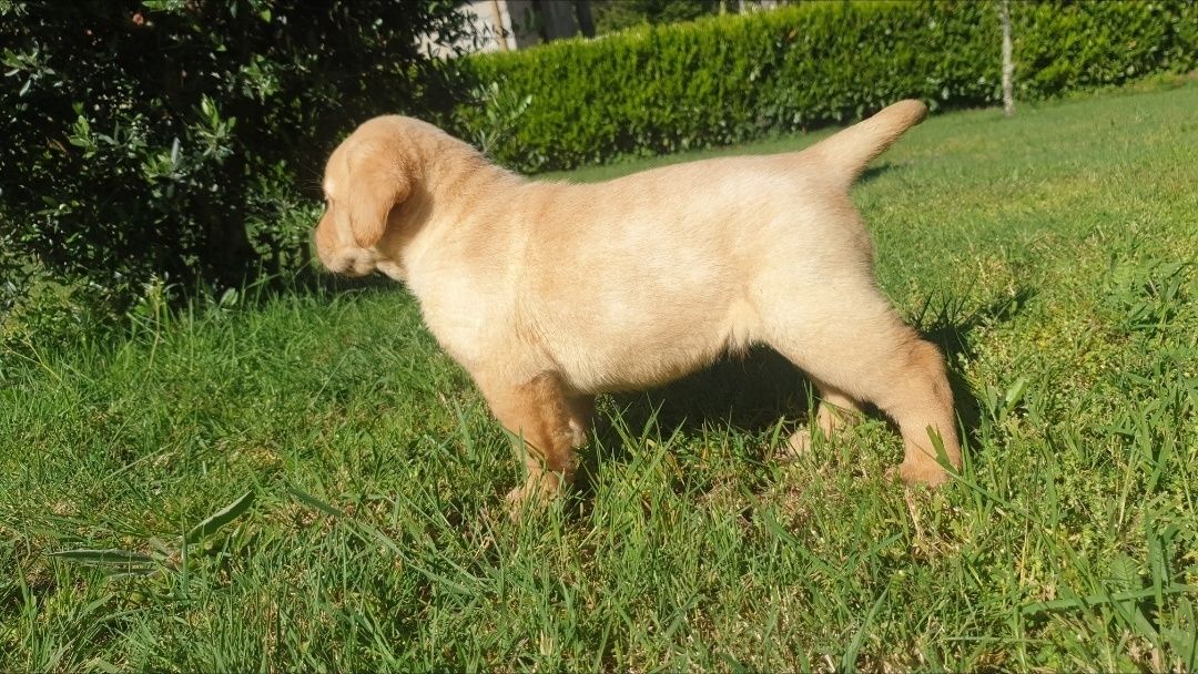 Labrador Retriever