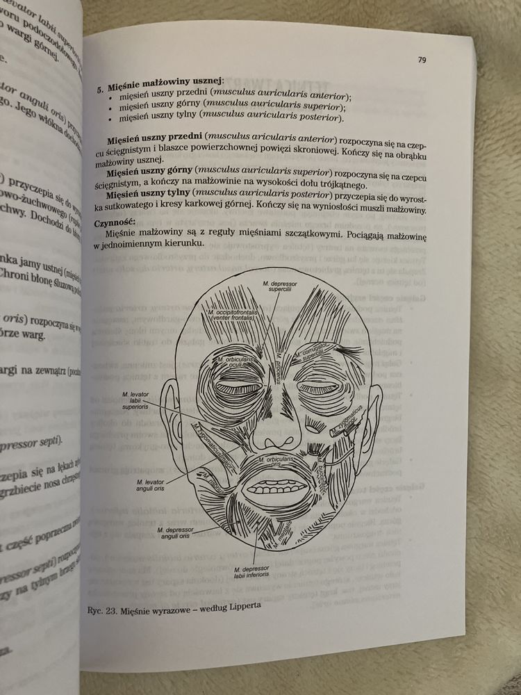 Anatomia prawidłowa człowieka- Szyja i Głowa- Skawina