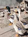 Vendo patos Ruan , também ovos para incubação