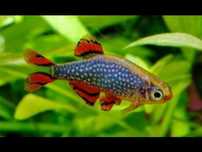Razbora Galaxy   , danio perłowy. Cetarius