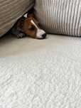 Jack rusell terrier