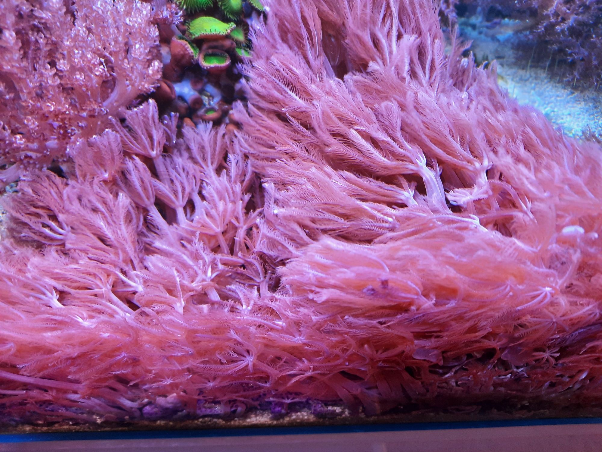 Zestaw koralowców  briarerum, anthelia, capnella