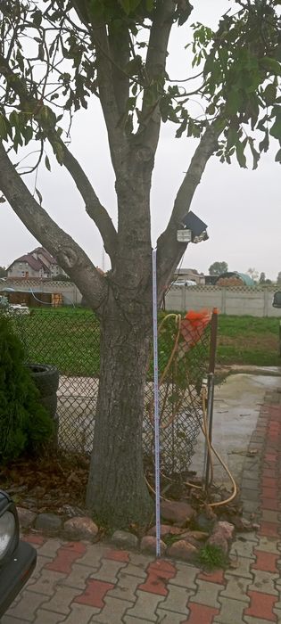 Orzech włoski konar