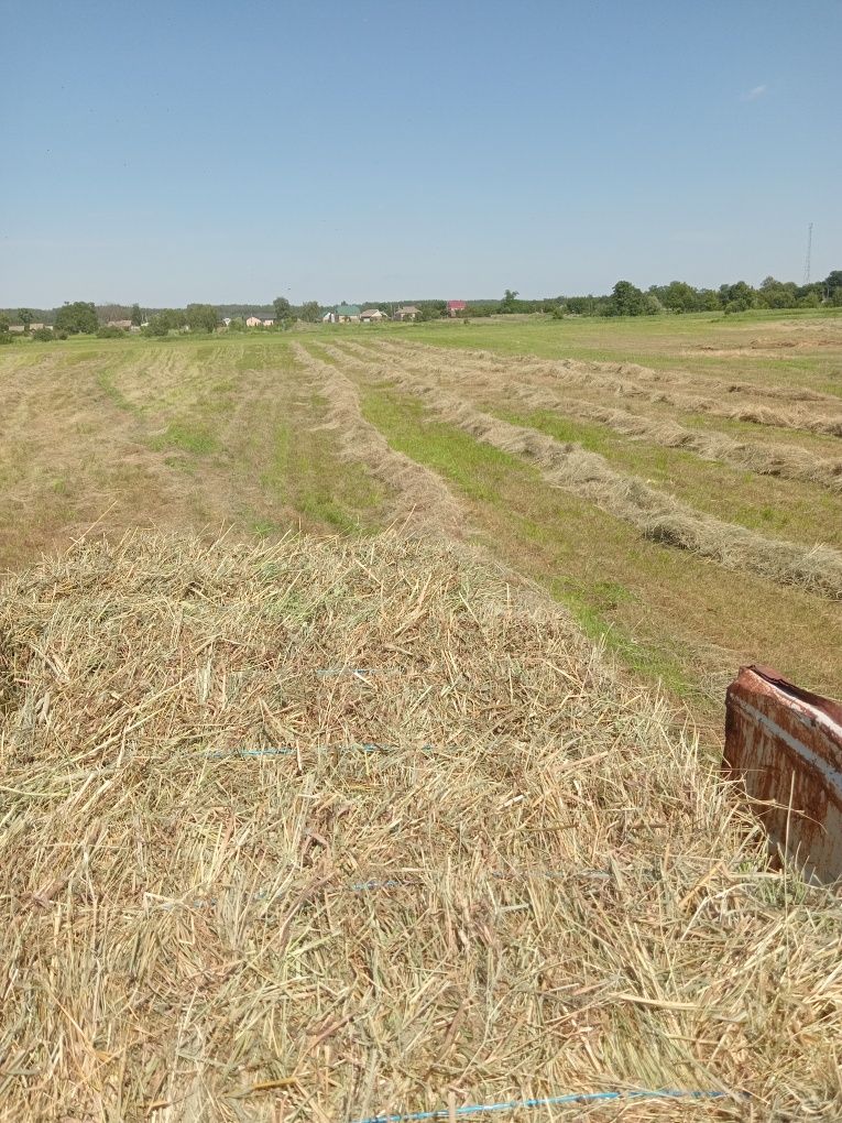 Продам сіно в тюках.