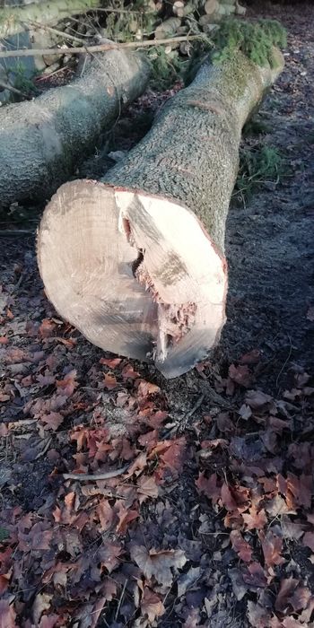 Jesion  jodla w kłodach