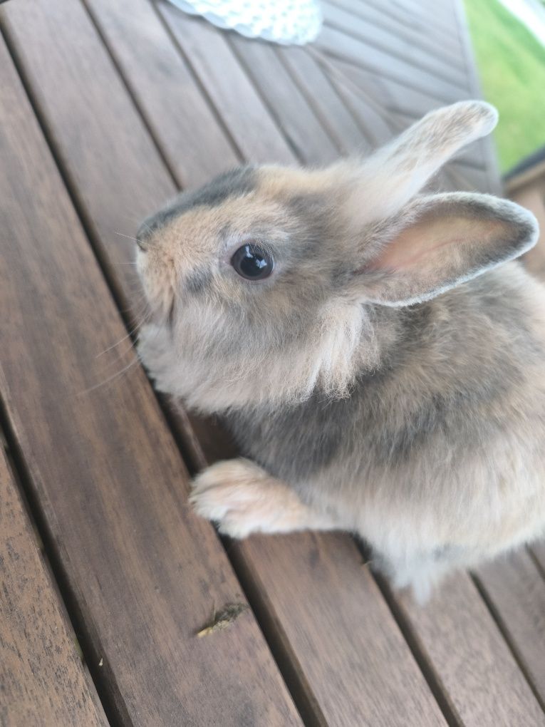 Króliczek miniaturka