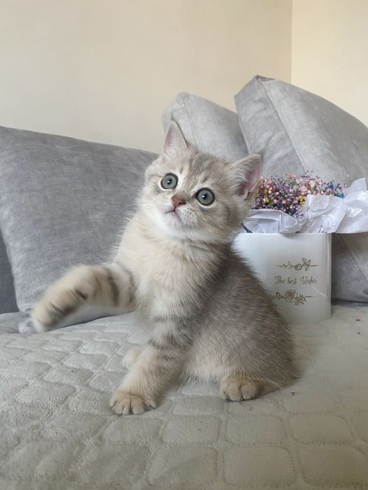 Хлопчик блакитне золото