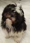 Shih Tzu 4-ro pokoleniowy rodowód (Edzia)