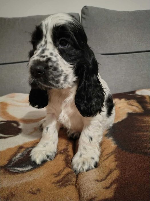 Sunia biało czarna cocker spaniel angielski