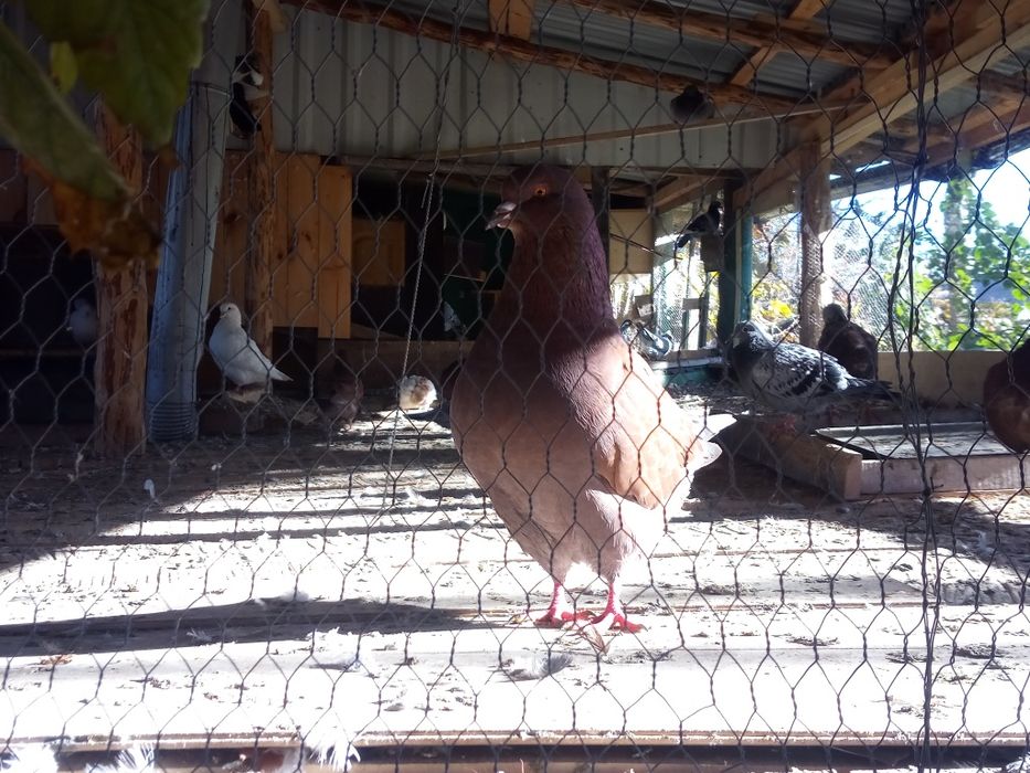 Gołębie Kingi sprzedam