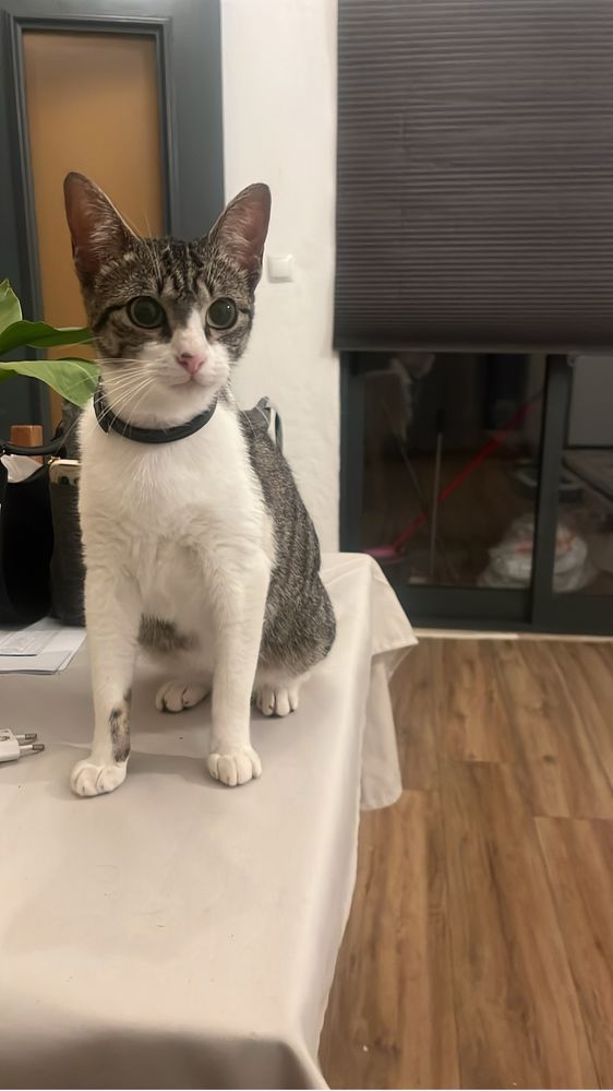 Gatinha com 7 meses para adoção