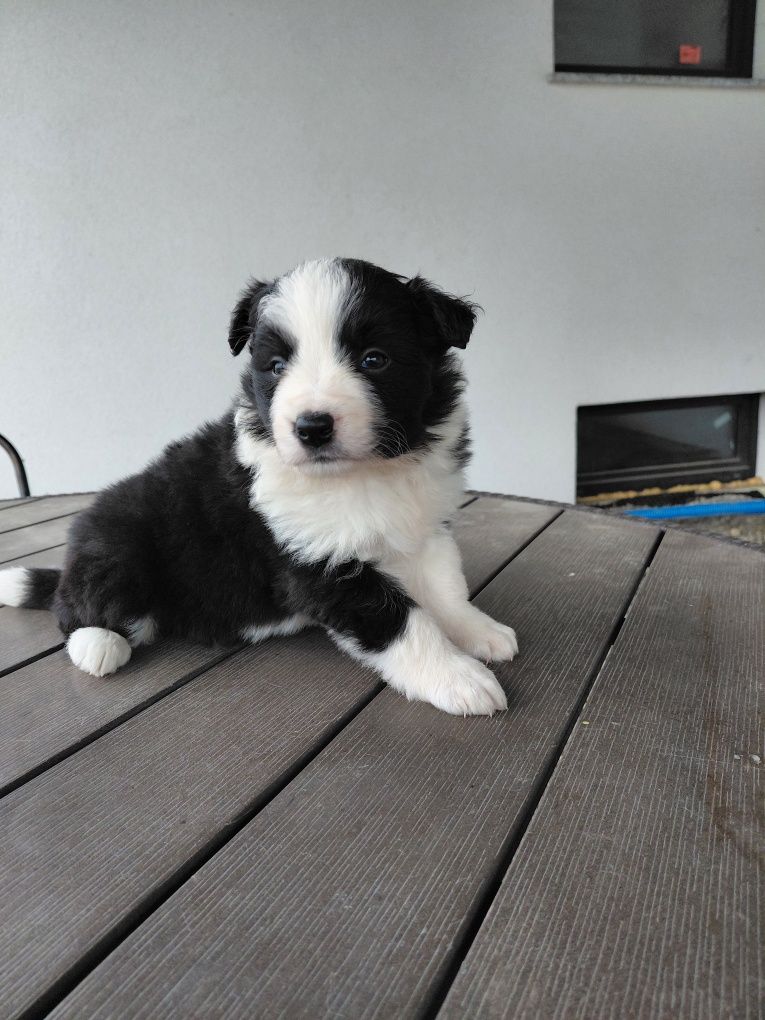Suczka border collie