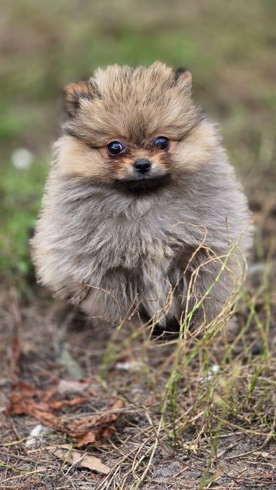Pomeranian cudowna suczka
