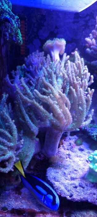 Akwarium morskie koralowce miękkie- zoanthus, sinularia, briareum